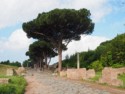 Umbrella trees along the Decumanus Maximus